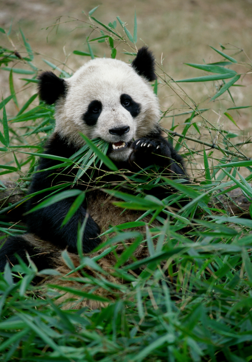 panda sichuan chine